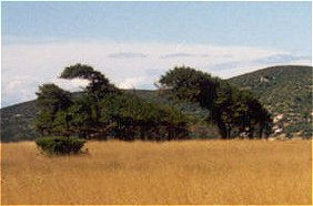 dinosaurusi3
