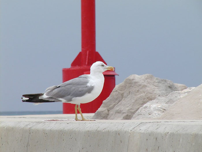 galebi 3